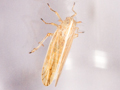Stenocranus fuscovittatus